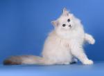 Pink Apple - Siberian Kitten For Sale - Norwalk, CT, US