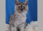 Alvin - Maine Coon Kitten For Sale - Miami, FL, US