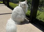 Anastasia - Siberian Cat For Sale - 