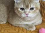 Leroy - Scottish Straight Kitten For Sale - IL, US