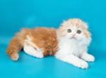 Ollie_ - Scottish Fold Kitten For Sale - Hollywood, FL, US