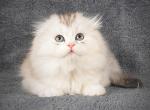 Xanti - Scottish Fold Kitten For Sale - Hollywood, FL, US