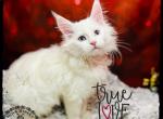 Piper Purebred White Maine Coon kitten - Maine Coon Cat For Sale - Wisconsin Rapids, WI, US