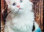 White Maine Coon kittens - Maine Coon Kitten For Sale - Wisconsin Rapids, WI, US