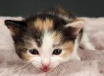 Joanna - Munchkin Kitten For Sale - Joplin, MO, US