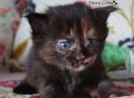 Eady - Maine Coon Kitten For Sale - Santa Maria, CA, US