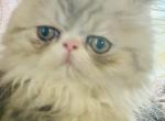 Denver of Towercastle4 - Persian Kitten For Sale - 