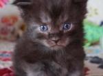 Easton - Maine Coon Kitten For Sale - Santa Maria, CA, US