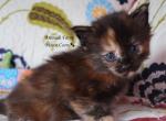 Effie - Maine Coon Kitten For Sale - Santa Maria, CA, US