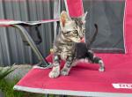 Cookie - Bengal Kitten For Sale - Wauseon, OH, US