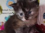 Eiko - Maine Coon Kitten For Sale - Santa Maria, CA, US