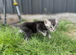 Finn - Bengal Kitten For Sale - Wauseon, OH, US