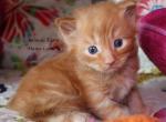 Fabian - Maine Coon Kitten For Sale - Santa Maria, CA, US