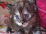 Felicia - Maine Coon Kitten For Sale - Santa Maria, CA, US