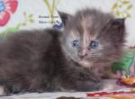 Gemma - Maine Coon Kitten For Sale - Santa Maria, CA, US