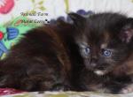 Gillian - Maine Coon Kitten For Sale - Santa Maria, CA, US