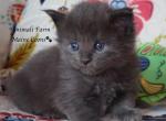 Gretta - Maine Coon Kitten For Sale - Santa Maria, CA, US