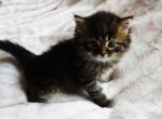 1P female black brown tiger - Siberian Kitten For Sale - 