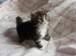 5pe female tiger ww - Siberian Kitten For Sale - Medford, NJ, US