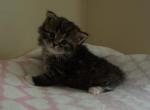 4 male tiger ww - Siberian Kitten For Sale - Medford, NJ, US