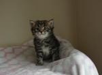 5 male classic - Siberian Kitten For Sale - Medford, NJ, US