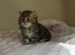 6 male classic - Siberian Kitten For Sale - Medford, NJ, US