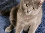 Tiny - American Shorthair Kitten For Sale - The Bronx, NY, US
