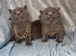 Blue Bandidos - British Shorthair Kitten For Sale - Fort Wayne, IN, US