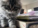 Dollface Persian Kitten - Persian Kitten For Sale - Rancho Santa Margarita, CA, US