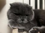 Blues - Scottish Fold Cat For Sale - Cape Coral, FL, US