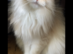 Ozzy - Maine Coon Cat For Sale - Terrell, TX, US
