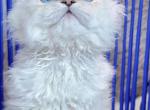 Meimei - Selkirk Rex Kitten For Sale - CA, US