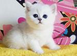 Ophelia - British Shorthair Kitten For Sale - Miami, FL, US