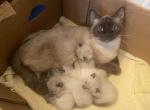 Traditional Sealpoint Siamese - Siamese Kitten For Sale - 