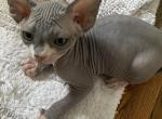 Atos - Sphynx Kitten For Sale - Long Island City, NY, US
