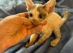 Oscar - Devon Rex Kitten For Sale - 