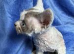 Oscar - Devon Rex Kitten For Sale - Lynchburg, VA, US