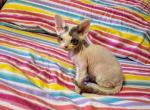 Oscar - Devon Rex Kitten For Sale - 