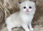 Sally - Ragdoll Kitten For Sale - Ocala, FL, US