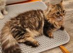 Cici - Munchkin Cat For Sale - Greenville, OH, US