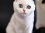 Daisy - Scottish Fold Kitten For Sale - Buffalo Grove, IL, US