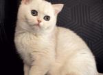 Marbles - Scottish Straight Kitten For Sale - Buffalo Grove, IL, US