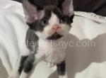 Baly - Devon Rex Kitten For Sale