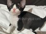 Bonya - Devon Rex Kitten For Sale - Brooklyn, NY, US