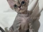 Jerry - Devon Rex Kitten For Sale - Brooklyn, NY, US