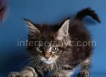 Marinello - Maine Coon Kitten For Sale - Brooklyn, NY, US