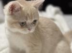 Leo - British Shorthair Kitten For Sale - IL, US