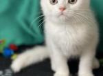 Romeo - Scottish Fold Kitten For Sale - IL, US