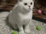 Monty - Scottish Straight Kitten For Sale - IL, US