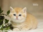 Veto - British Shorthair Kitten For Sale - Federal Way, WA, US